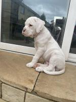 IKC Registered Boxer puppies Waterford for sale.