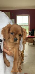 IKC Cavalier King Charles for sale.