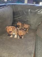 Chihuahua x Jack Russells for sale.