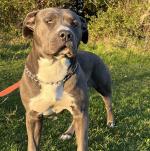 PRICE DROP!!! Blue American Bully male pup 8 months old for sale.