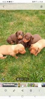 Dachshunds for sale.