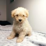 Toy Poodle pupies for sale.