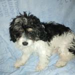 Male Cava tzu puppy in Wexford for sale.