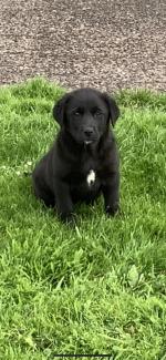 Female Labrador puppies in Limerick for sale.