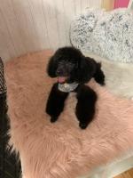 Black Miniature Poodle for sale.