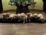 Beautiful Pbnr Labrador puppies for sale.