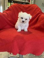 Female white Maltese puppy for sale.