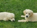 Beautiful Golden Retriever puppies in County Limerick for sale.