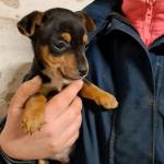 Miniature Black and Tan Jack Russells for sale.