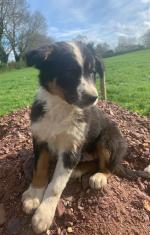 Collie pups in Limerick for sale.