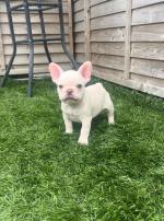 French Bulldog, IKC registered for sale.