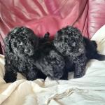 Toy black poodle puppies in Donegal for sale.