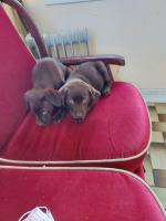 2 Pure Bred Chocolate Labrador pups for sale.
