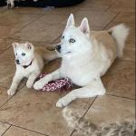 Pomsky Puppies for sale.