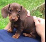 IKC Registered Dachshund Puppies for sale.