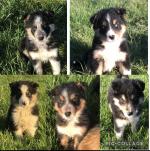 Collie Pups for sale.