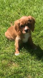 King Charles puppies for sale.