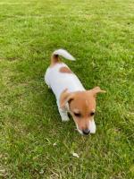 Jack Russell (miniature) for sale.