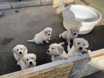 Golden Retriever puppies for sale.