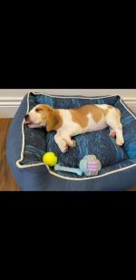 Beagle puppies in Cork for sale.