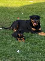 Top quality Rottweilers for sale.