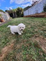 Male Bichon Frise puppy IKC Registered for sale.