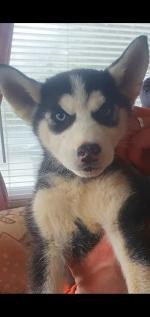Siberian husky pups in Wexford for sale.