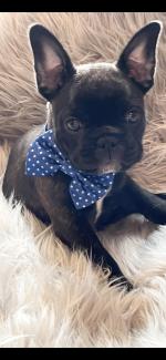 French bulldog IKC registered for sale.