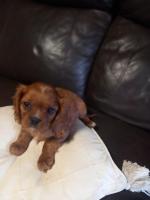 Cavalier King Charles Spaniels for sale.