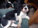 Cavalier King Charles Spanial for sale.