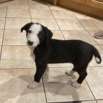Tweed Collie puppies in Cork for sale.