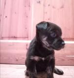 Rottweiler x collie puppies in Tipperary for sale.