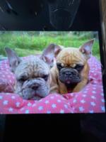 French Bulldog puppies in Galway for sale.