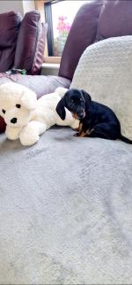 Dachshund puppies in Meath for sale.