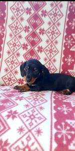 Tiny little miniature smoothcoat dachshunds for sale.