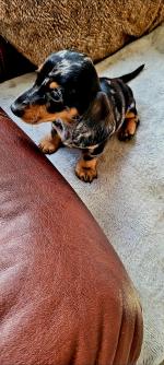 Ikc registered Minature Dachshund puppies for sale.