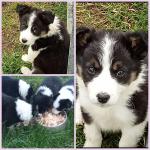 2 Collie puppies in Cork for sale.