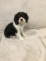 Cavalier king charles for sale.