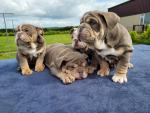 British bulldog puppies for sale.