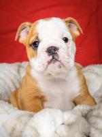 Stunning British Bulldog Puppies for sale.
