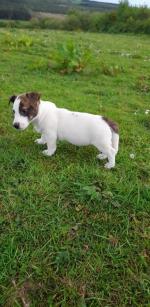 Jack Russell x for sale.