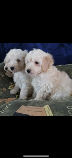Toy FIB Cockapoo Puppies for sale.