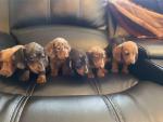 Miniature Dachshunds, IKC registered for sale.