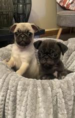 IKC Pug puppies - Price Drop for sale.