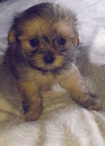 Maltese cross puppies for sale.