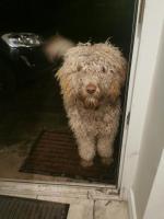 9 month old female Labradoodle for sale.