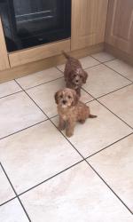 Royal red Cavapoo puppies for sale.