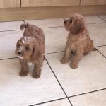 Beautiful Royal Red Cavapoos for sale.