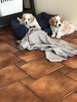 Beautiful Cavachon puppies in Kilkenny for sale.