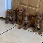 Stunning RED Cavachon puppies for sale.